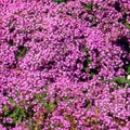 Thymus praecox Pygmaeus HARMAA-AJURUOHO
